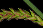 Twisted sedge